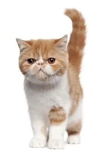 고양이 수명 평균 품종별 집고양이_13