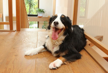 바닥에 엎드려 있는 바니스.