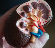 만성 신부전 증상 원인 예방법