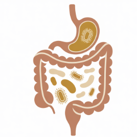돼지감자차 효능