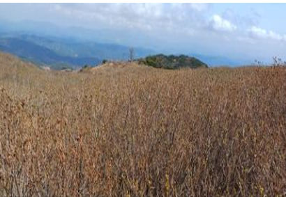 황매산 철쭉축제 실시간 개화상황