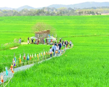 고창 청보리밭 축제_13