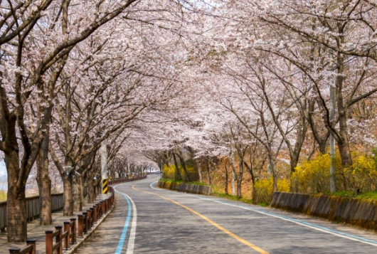 유명한 벚꽃길 구경하며 찍은 사진
