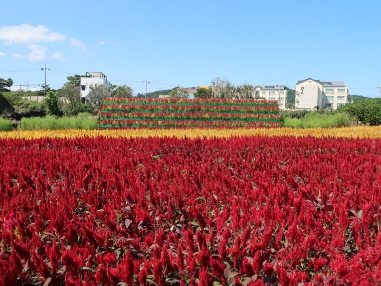 제주 북촌에가면 모습-비짓제주 출저
