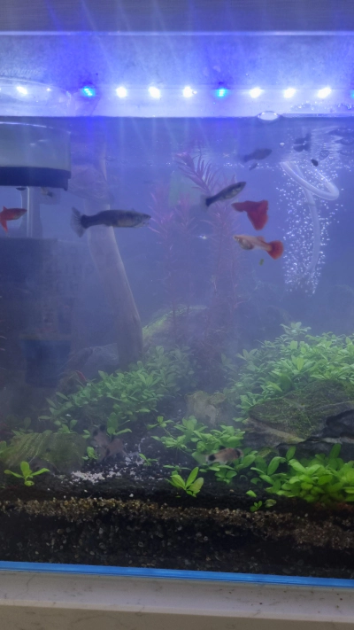 옴니쿠어산 구피 기생충 방역 사용 방법 후기