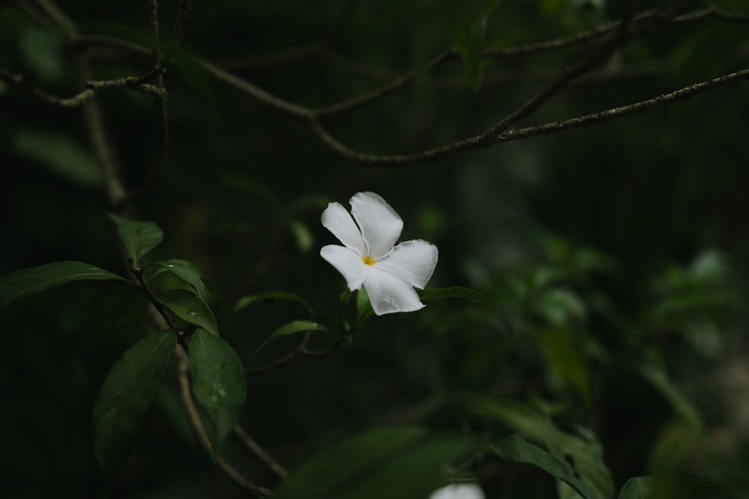 Naminara.