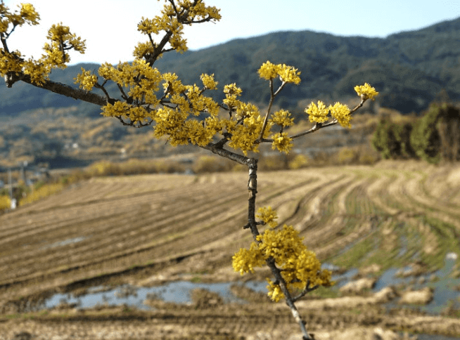 이천백사 산수유꽃축제