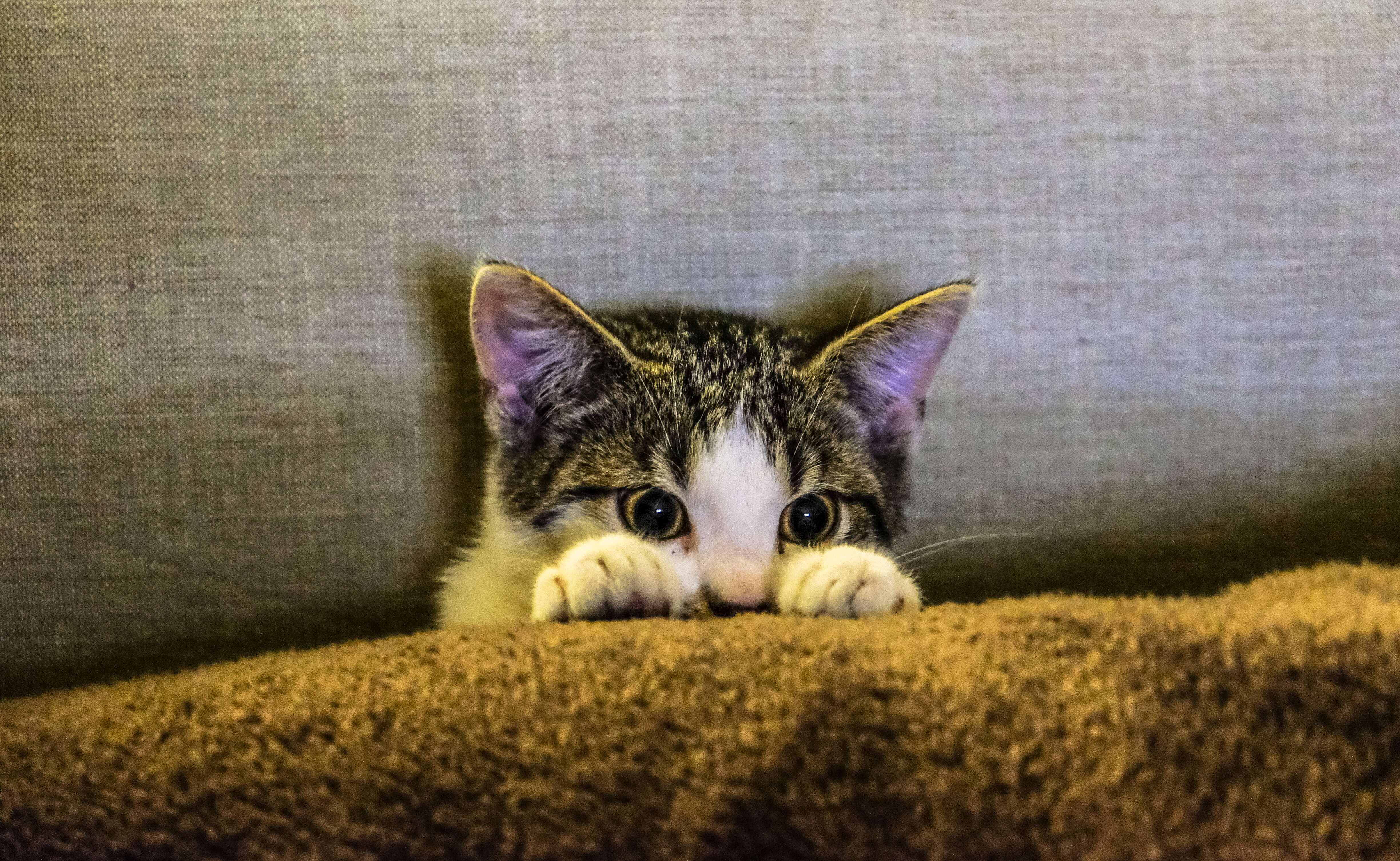 고양이