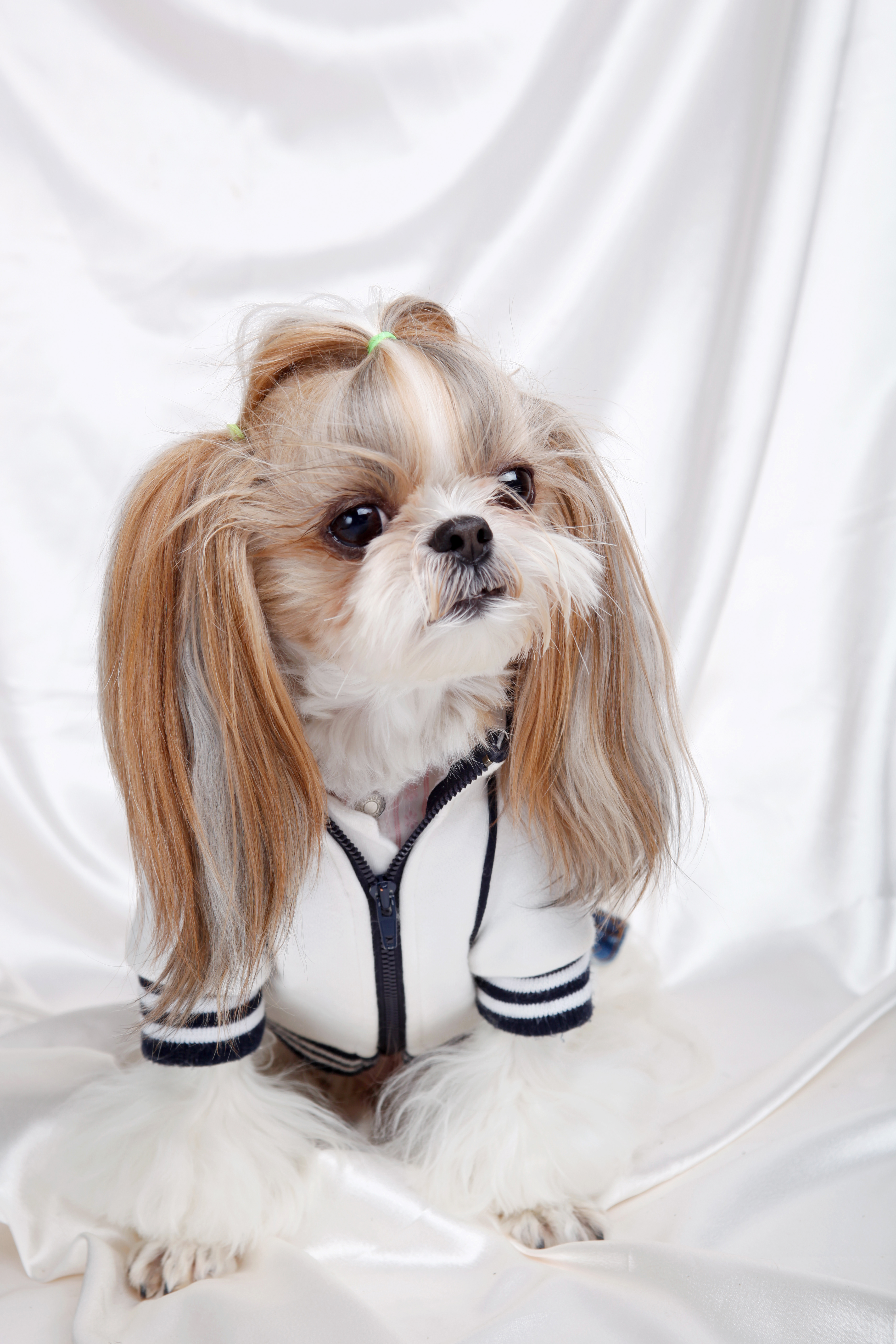 반려동물 건강검진 관련 사진