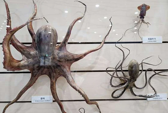 보령박물관