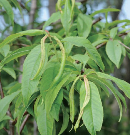 복숭아혹진딧물 피해