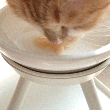 고양이 음수량