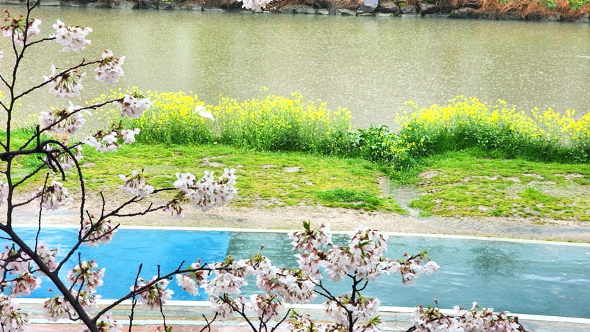 온천천 벚꽃