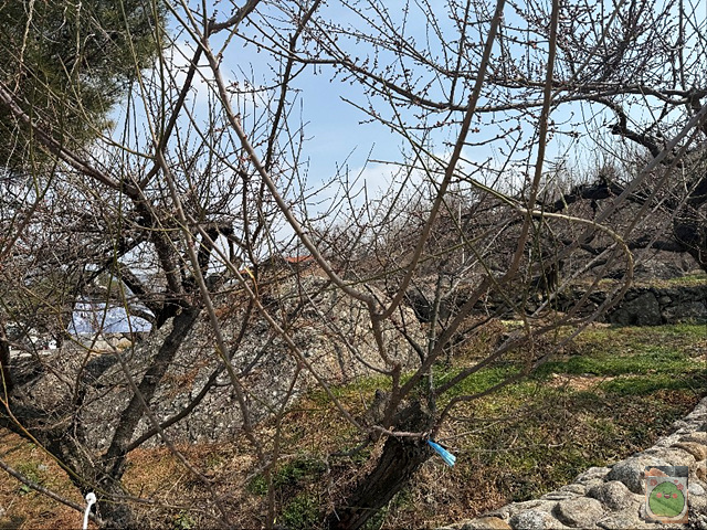 2025 광양매화축제 개화상황 주차장 실시간 입장료