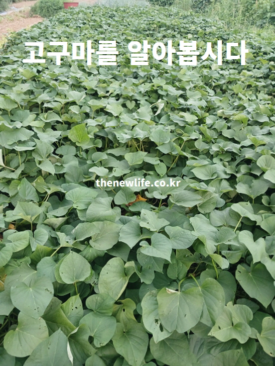 싱싱한 고구마 밭 전경 사진