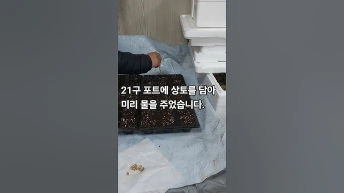 호박씨 심는 시기 파종 시기 재배방법_7