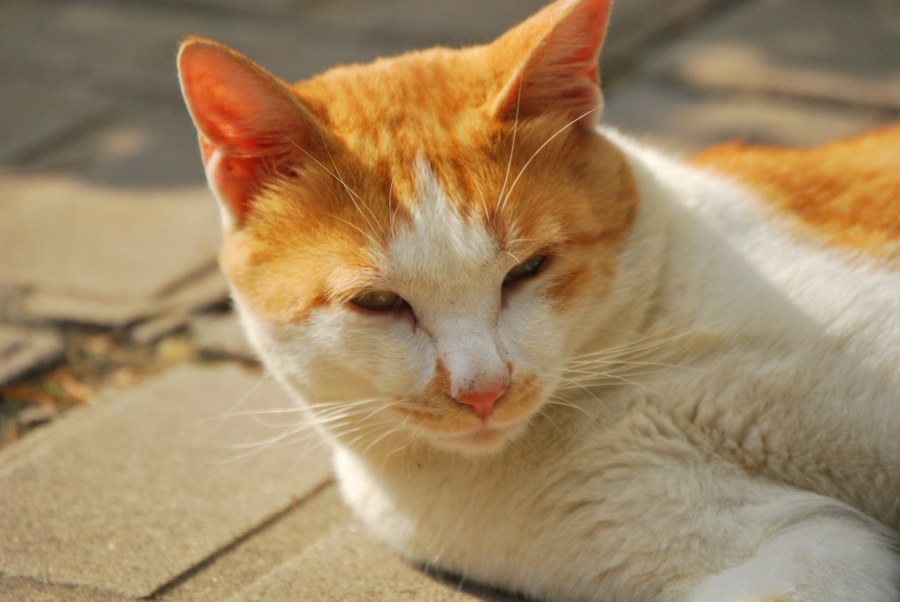 가나안 수양관 고양이