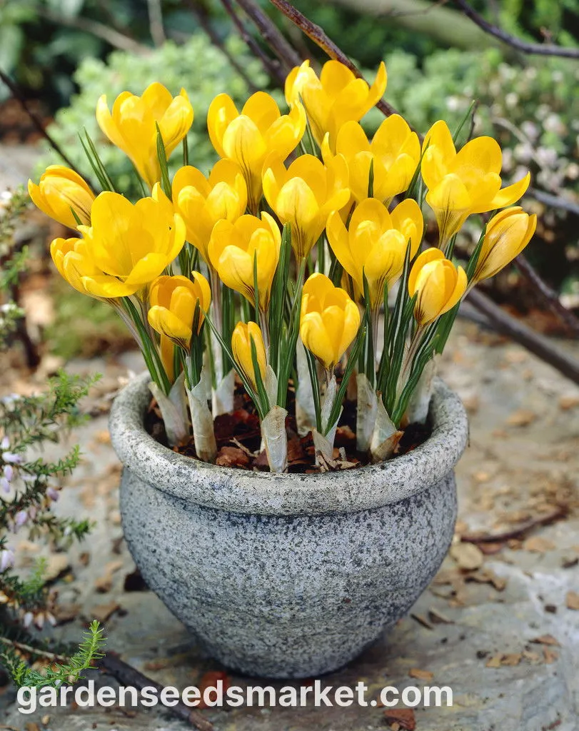 크로커스 꽃 키우기 구근 심기 꽃말 월동 똥손도 잘키우는 팁_4