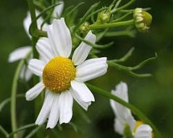 캐모마일 이미지 사진