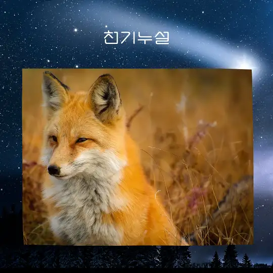 여우가 등장하는 꿈 해몽