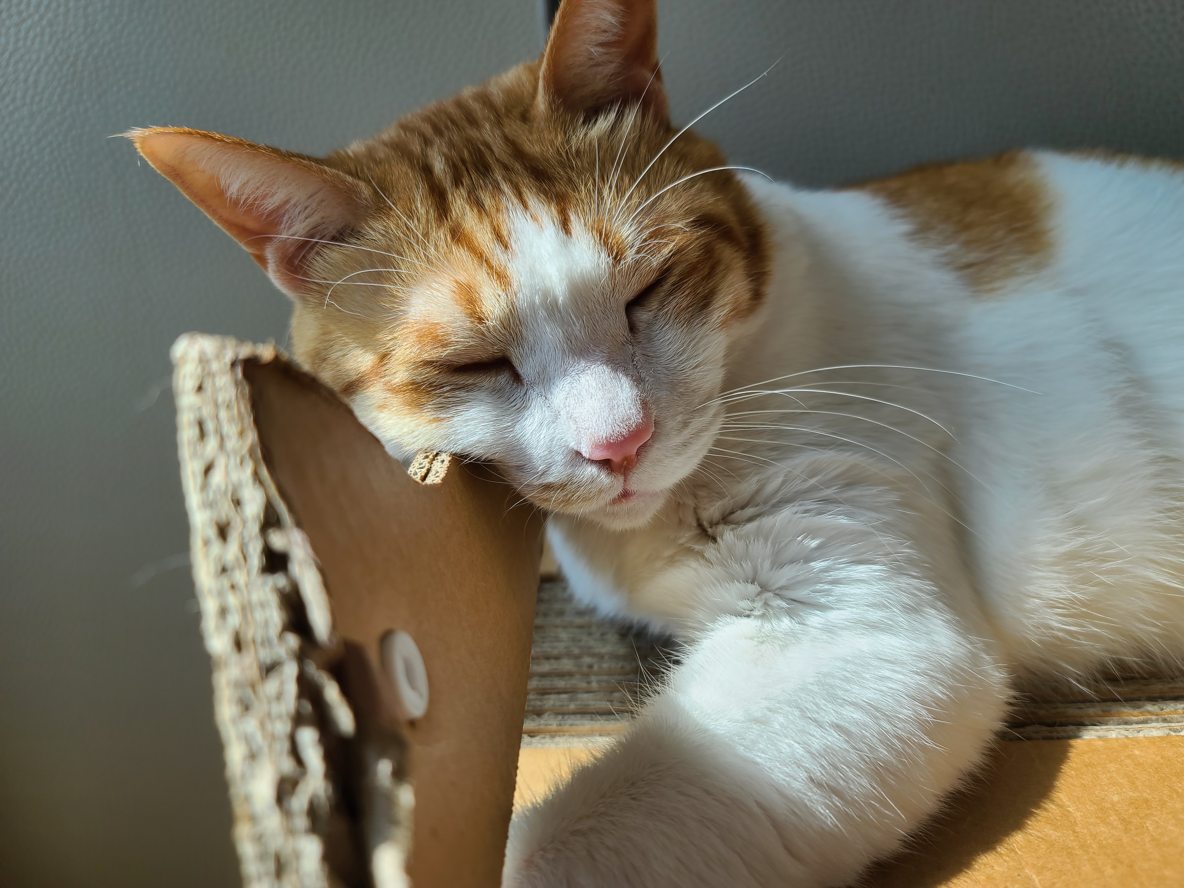 꼭 맞는 스크래쳐를 베고 자는 막둥이 삐용