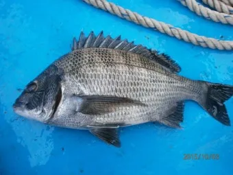 압해도 장감리 감성돔 포인트 소개와 혼자하는 낚시의 즐거움 완벽 낚시 가이드_13