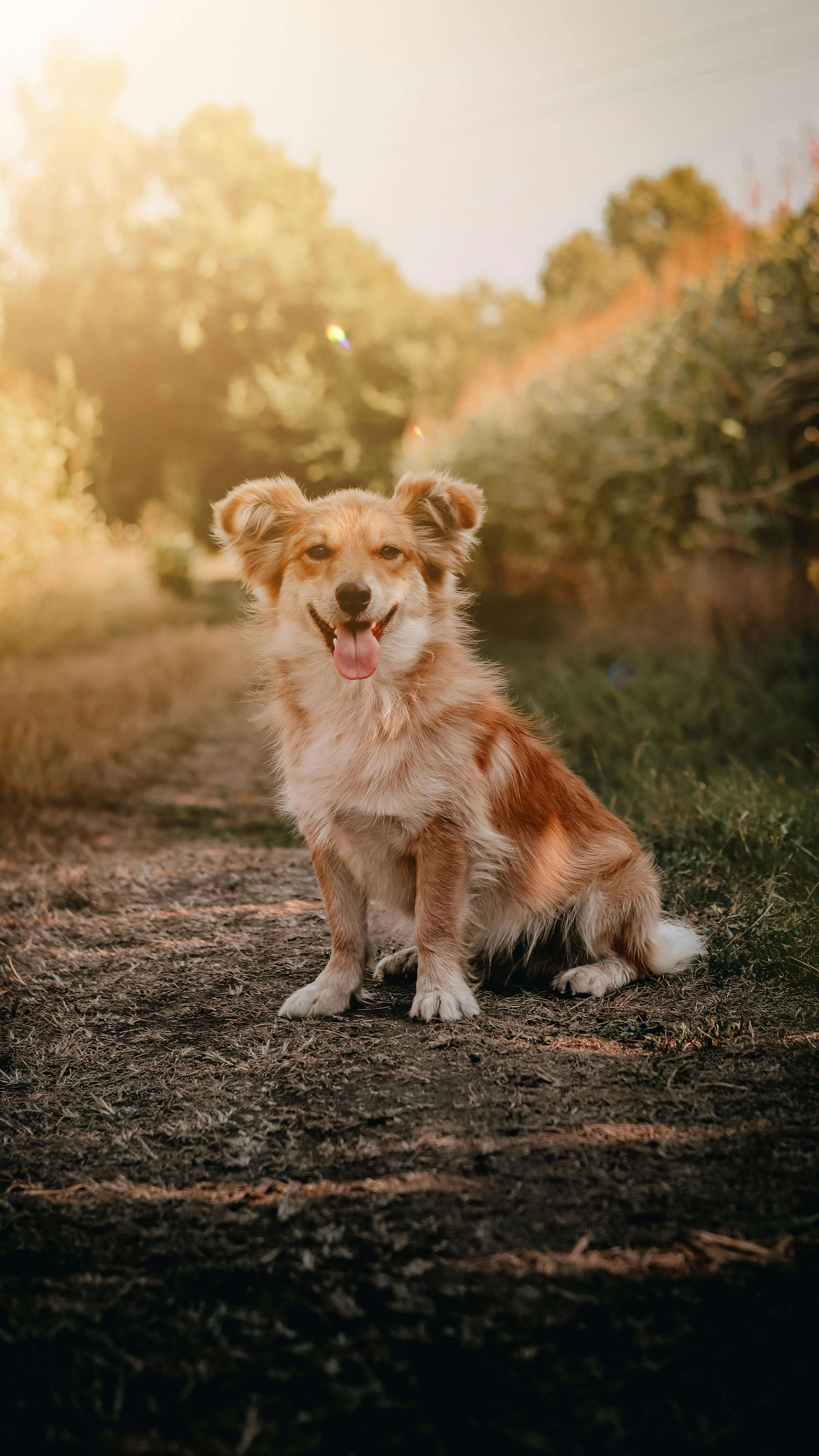조정석이 겪은 펫로스 증후군, 반려동물 상실 극복법
