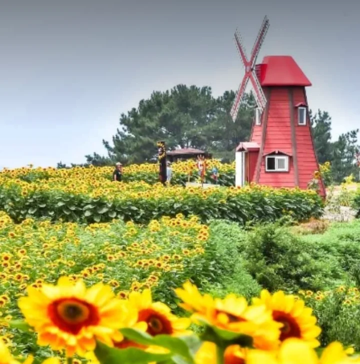 강주 해바라기 축제