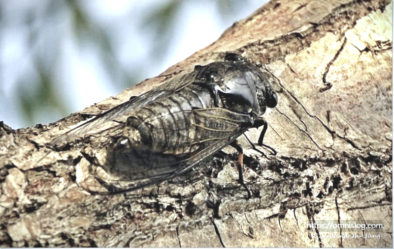 세상에 나온 매미