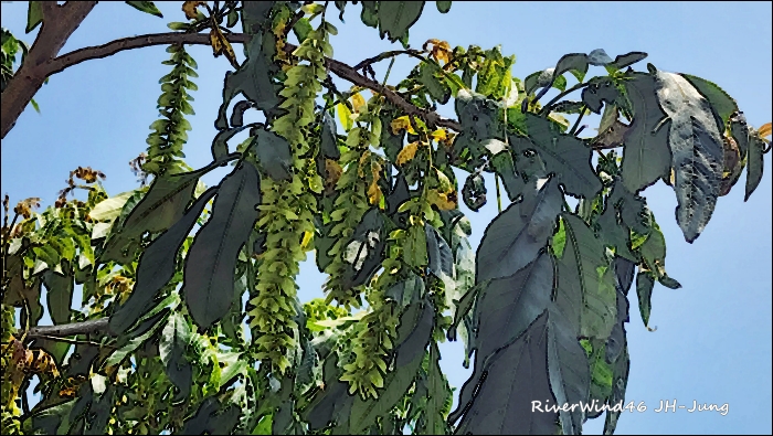 중국굴피나무(Celtis sinensis), 동의보감에도 수록된 약용 나무