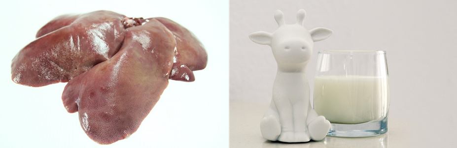 왼쪽은 소의 간을 떼어 내어 깨끗이 세척을 한 후에 하얀 바닥 위에 놓아두고 찍은 사진이고, 오른쪽은 우유를 투명한 유리컵에 반쯤 따라 놓고, 그 옆에는 소 모양의 유리 인형을 두고 같이 찍은 사진