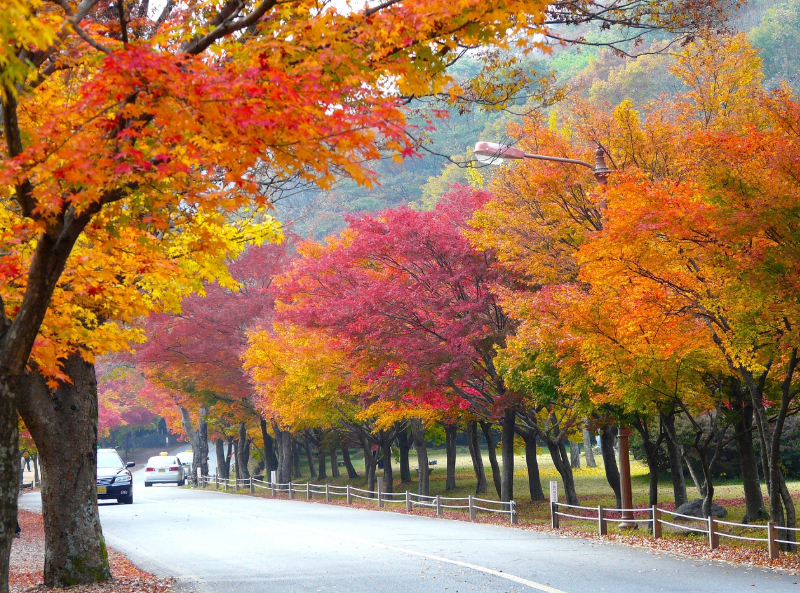 단풍 나무 사진