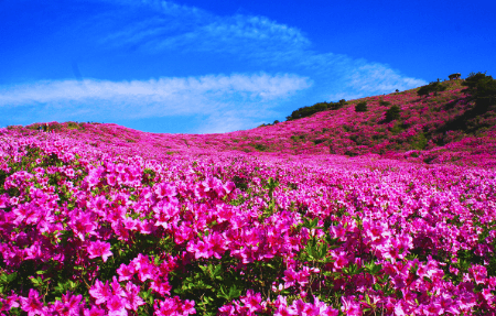 황매산 철쭉축제 기간