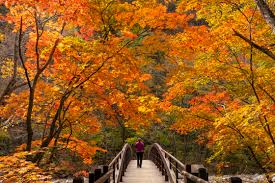 평창 가을 단풍 여행 명소