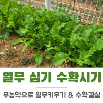 열무 재배 빠른 파종 잔털 제거 혼식 요령_12