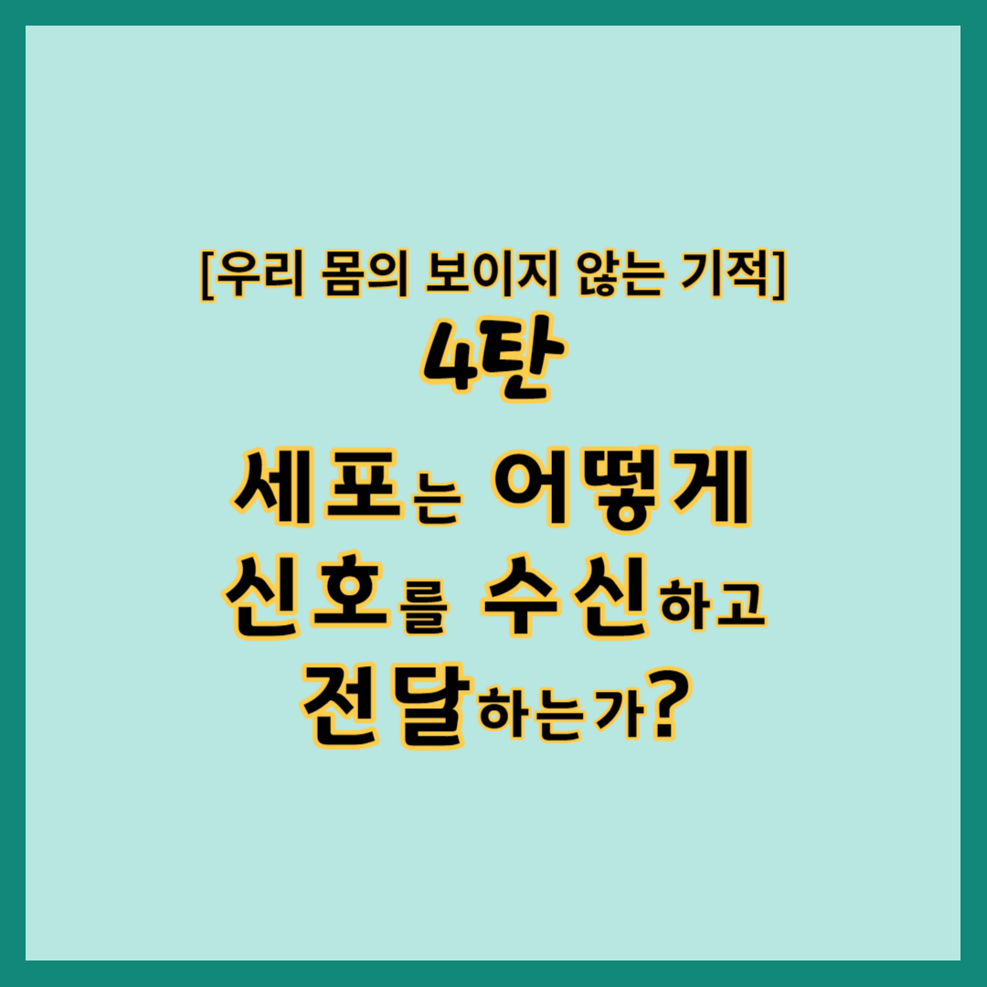 우리 몸의 보이지 않는 기적 4탄 세포는 어떻게 신호를 수신하고 전달하는가?, 세포 간의 신호전달이란 무엇인가?, 세포 간의 신호전달 방식과 기능은 어떻게 다른가?, 세포 간의 신호전달이 우리의 몸과 마음에 미치는 영향