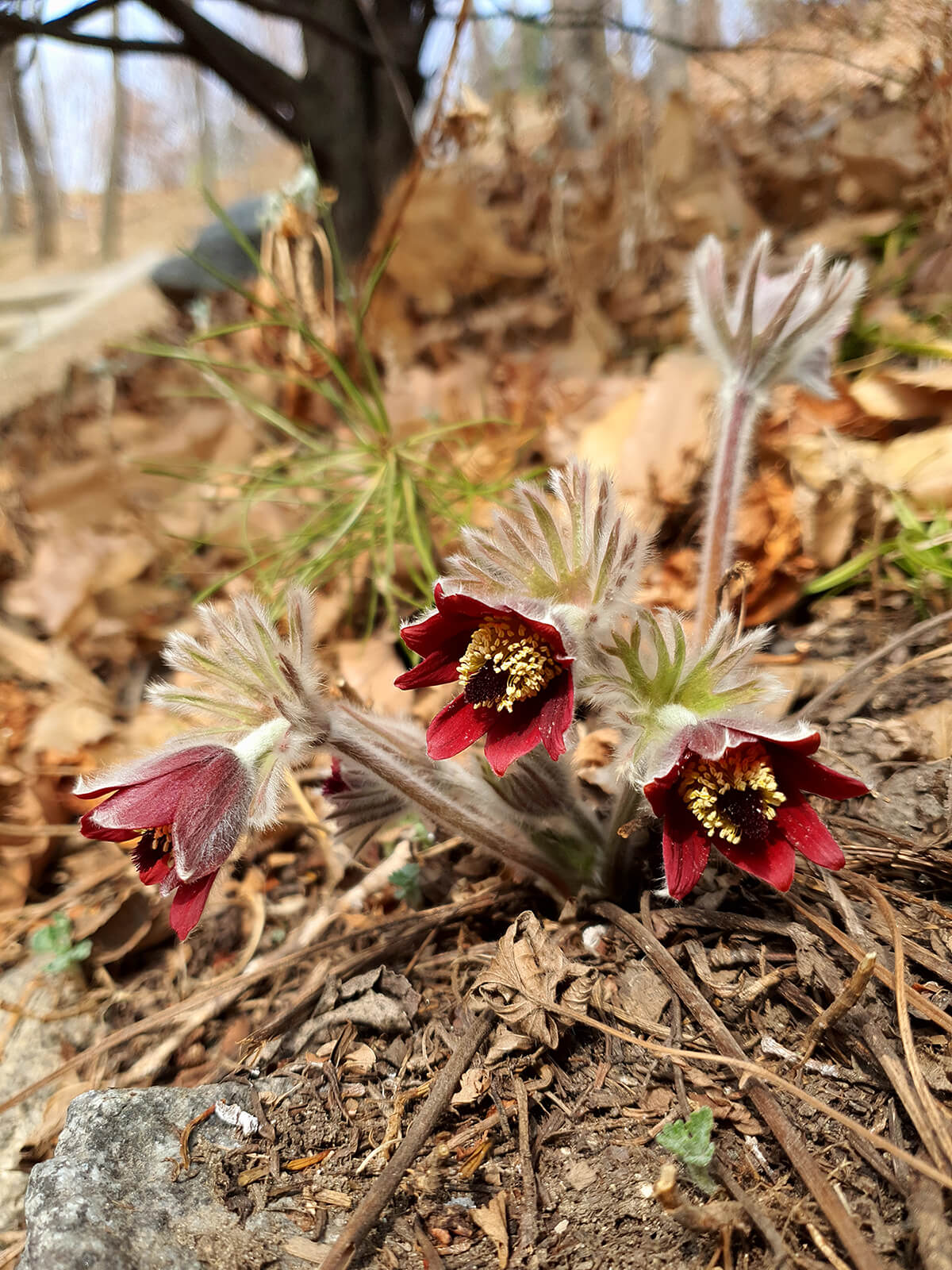 성남시식물원 할미꽃6