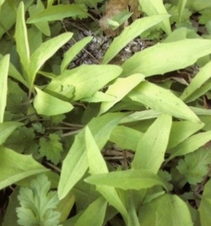 씀바귀 효능과 부작용 먹는법 고르는법