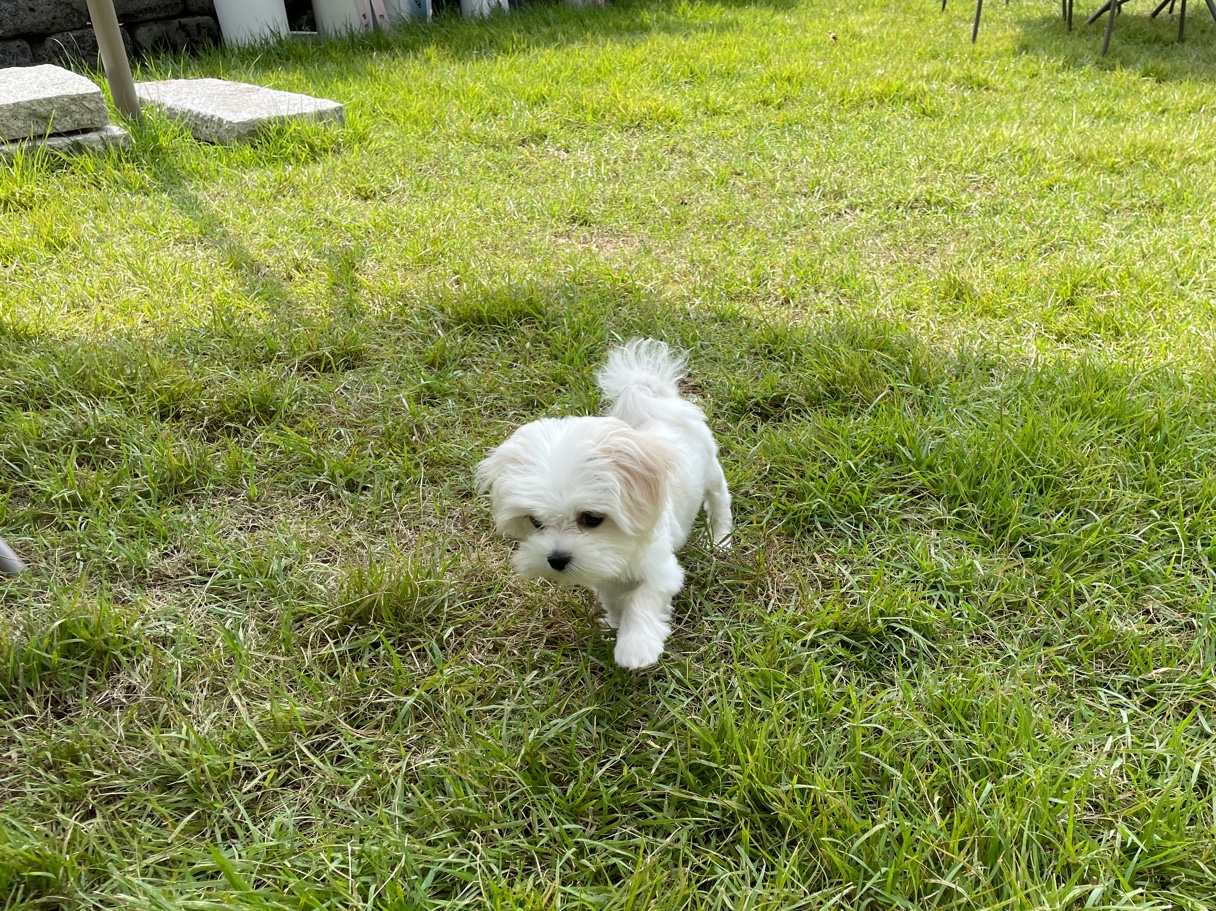 소형견-말티즈가-놀고있는-모습