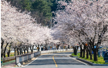 오서산-벚꽃2