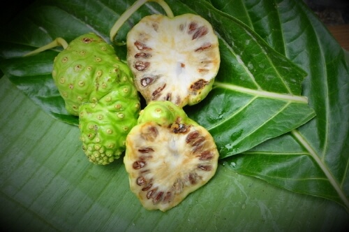 노니 효능 부작용 분말 복용법 33