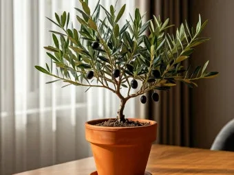 올리브 나무 키우는법 5가지 치명적 실수와 해결책 총정리를 안내_9