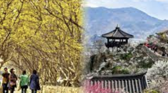 3월 축제 일정표 가볼 만한 곳 추천 총정리(2025 Ver)