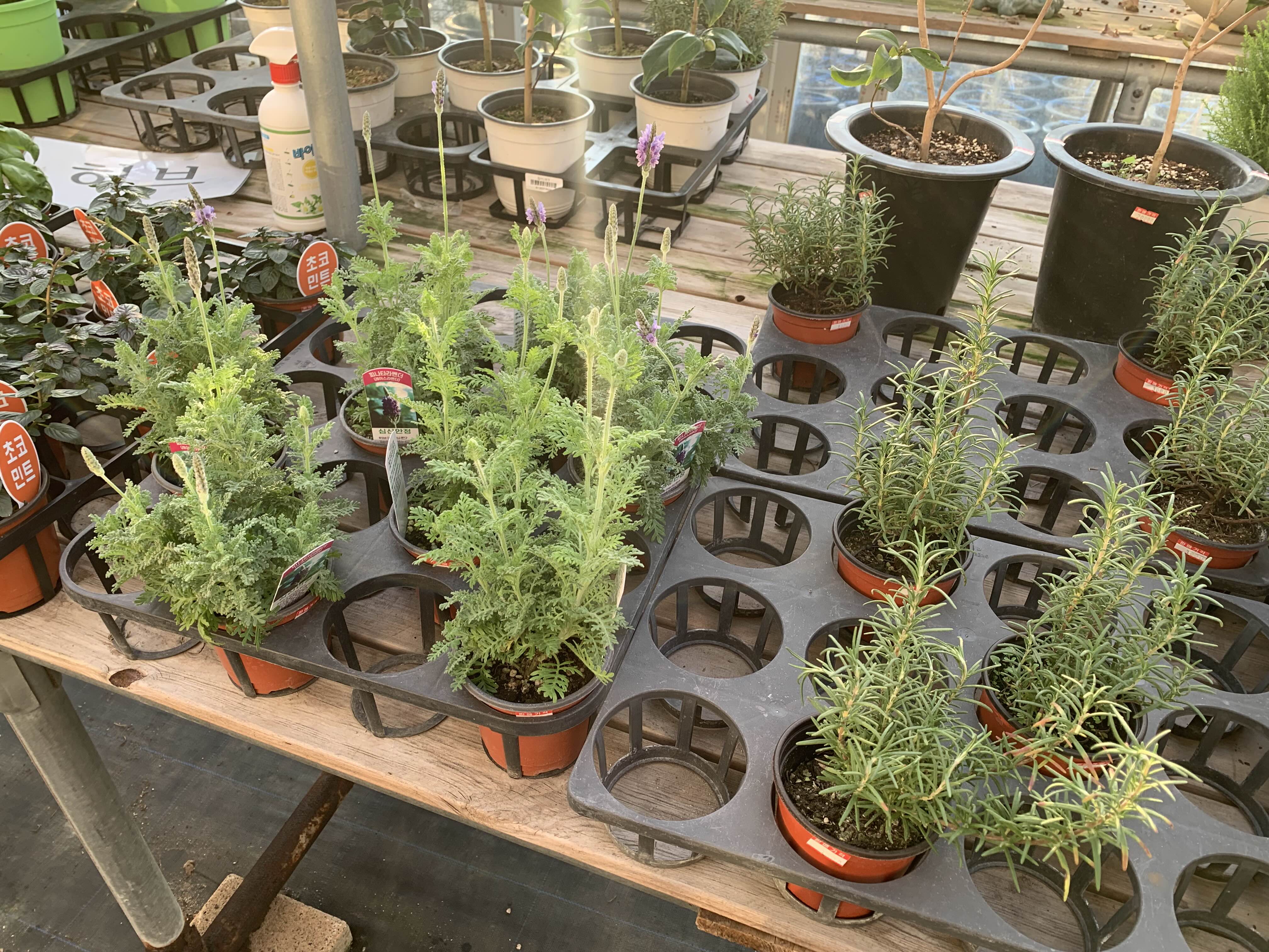 청라꽃농원-로즈마리