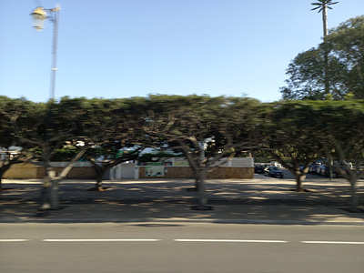 가로수 사진