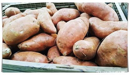 고구마 2