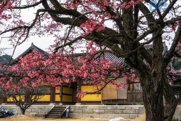 광양 매화축제 주요 명소 BEST 3