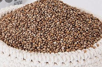 깻잎, 들깨 어떻게 기르지?