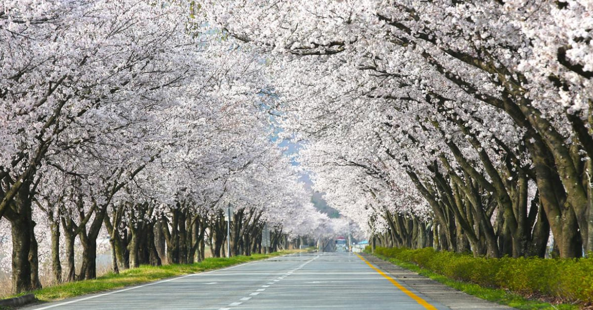 봄 드라이브 명소 사진