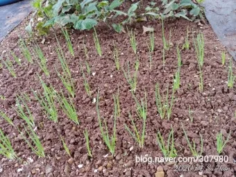 8월에 심는 밭작물 모종 채소 재배법 알아보기_12
